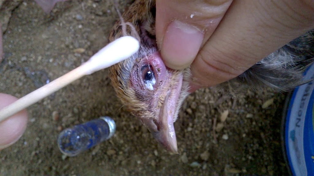 Bí quyết chữa bệnh gà bị sùi bọt mắt