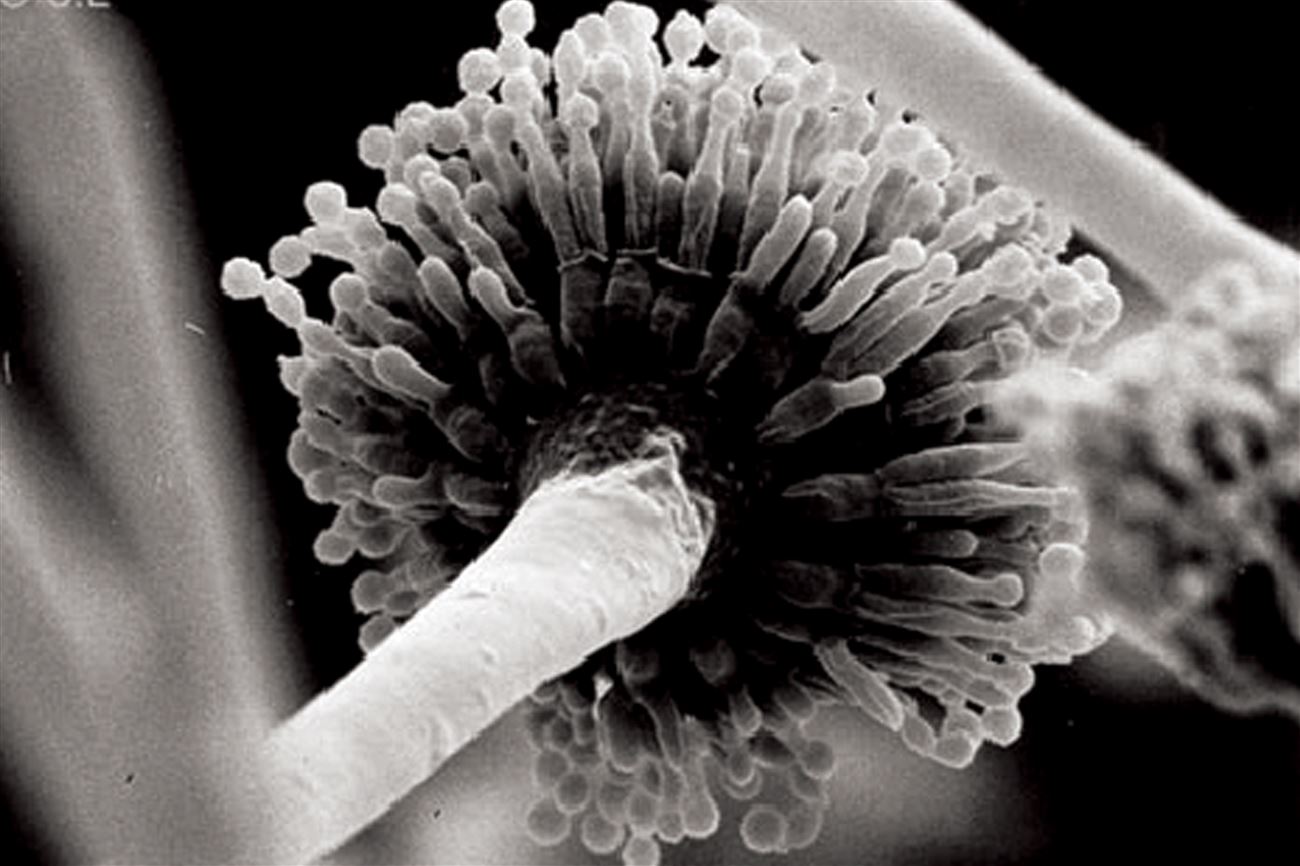 Aspergillus gây ra nấm phổi trên vịt