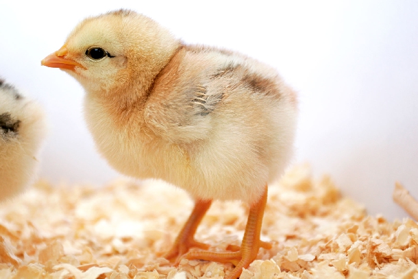 Phòng bệnh ở đường tiêu hóa cho gà con mới nở