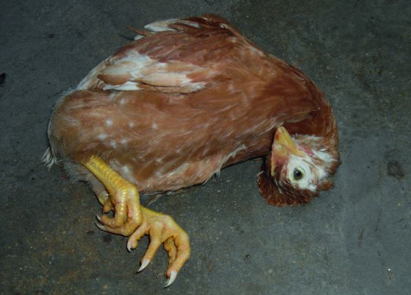 Bệnh tụ huyết trùng ở gà chọi 