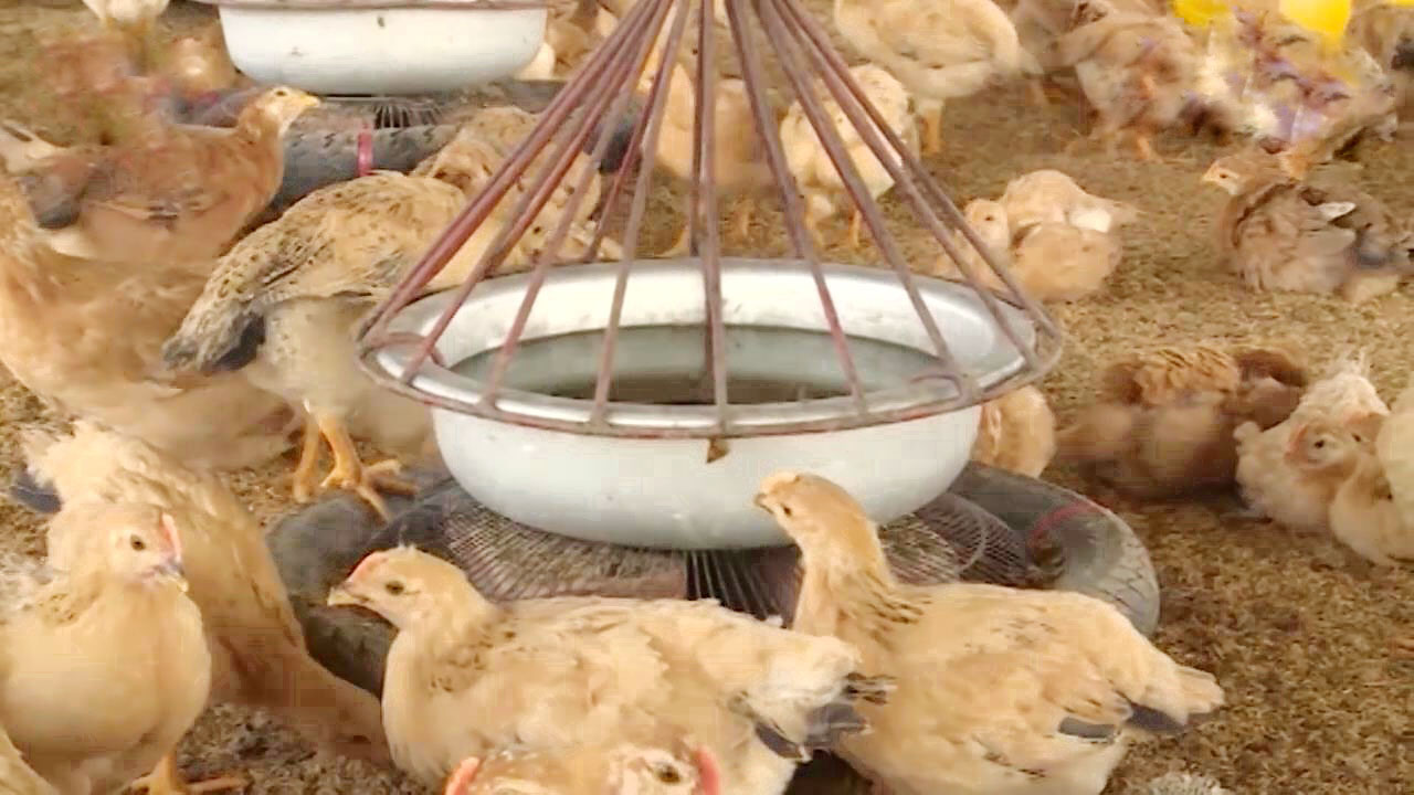 Chi tiết cách làm máng ӑꞑ cho gà thịt hiệu quả