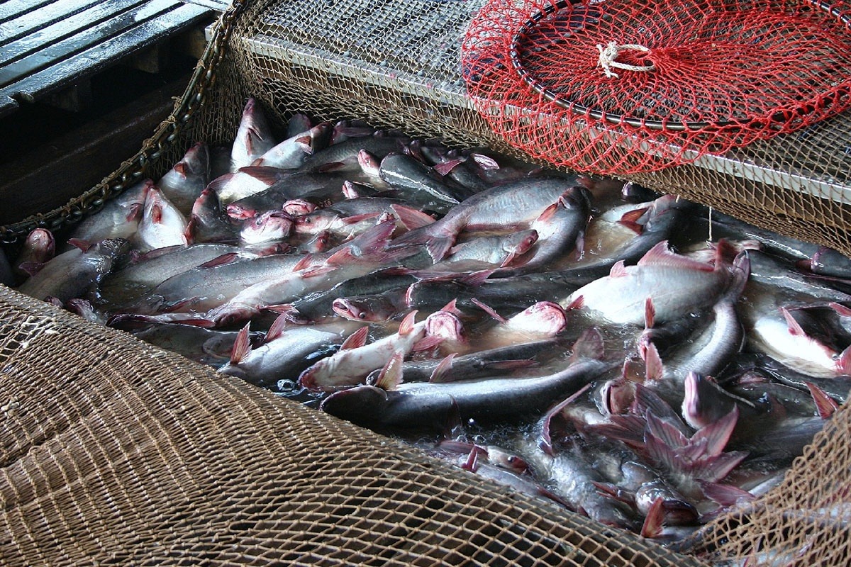 Đầu ra cá tra nuôi ở nước mặn rất ổn định