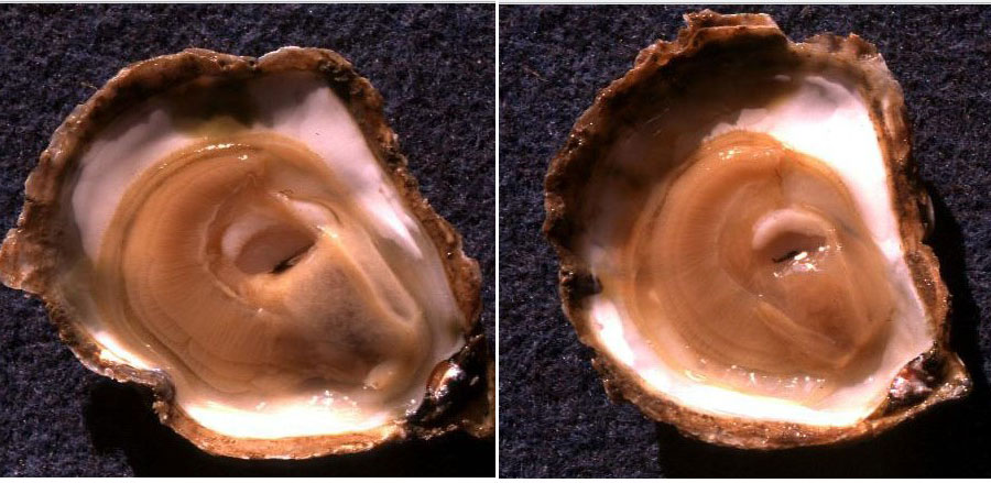 Hàu phẳng khỏe mạnh (bên trái) và hàu bị nhiễm M. refringens (bên phải) 