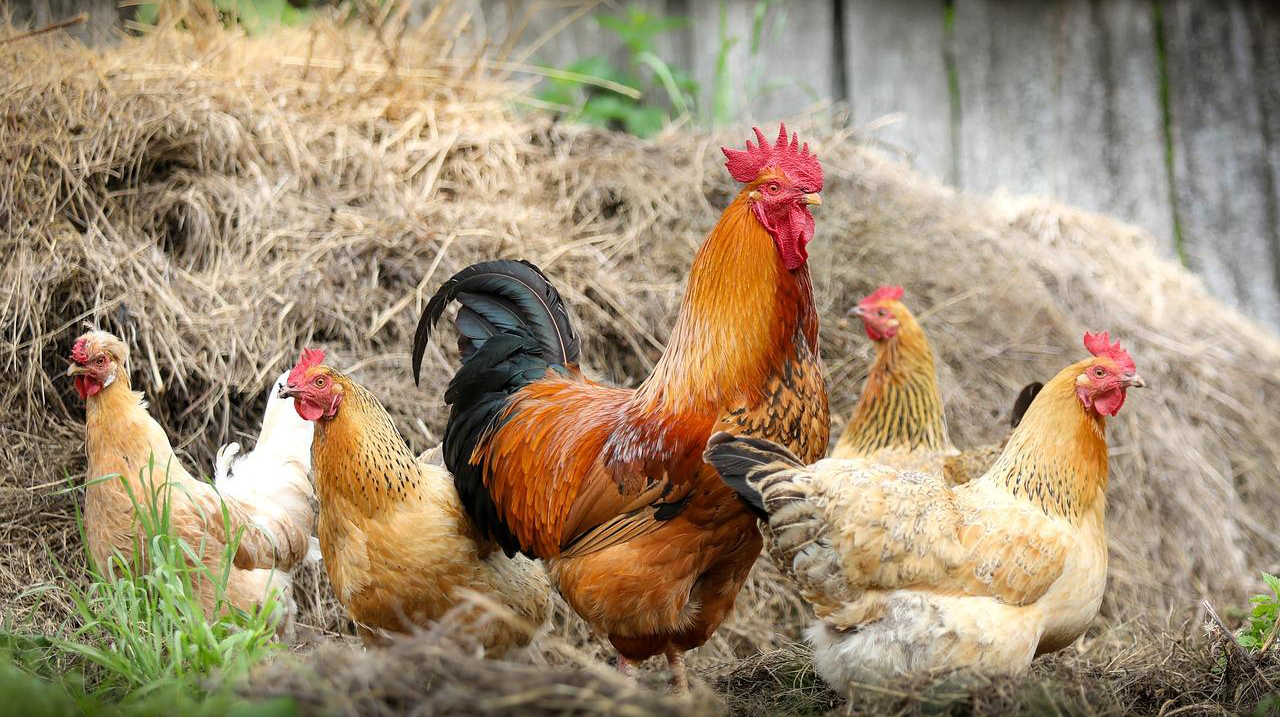 Chăn nuôi gà không dùng thuốc tăng trọng