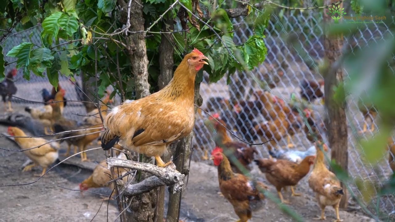 Kinh nghiệm nuôi gà thả vườn
