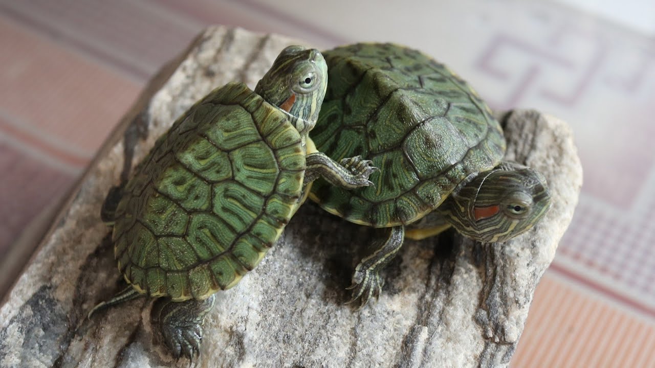 Cách để nuôi rùa bạn nên biết - Nông Nghiệp