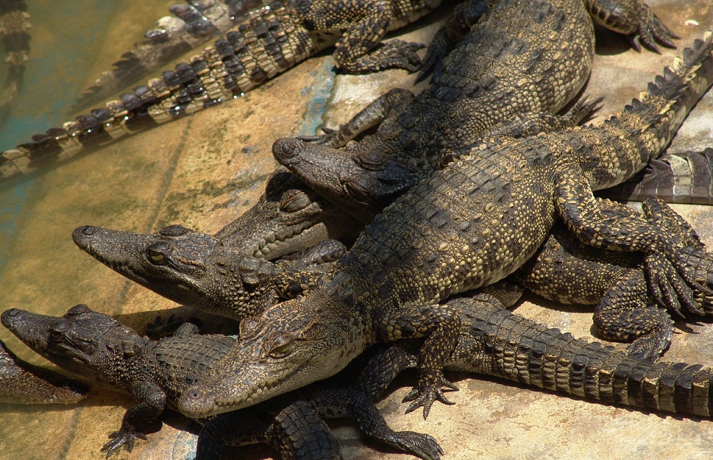 Cá sấu rất được ưa chuộng trên thị trường