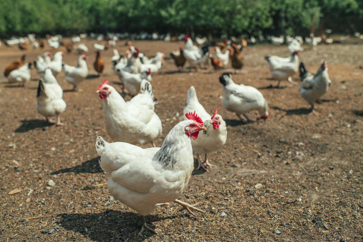 Khu vực chăn nuôi gà thả vườn phải được sạch sẽ