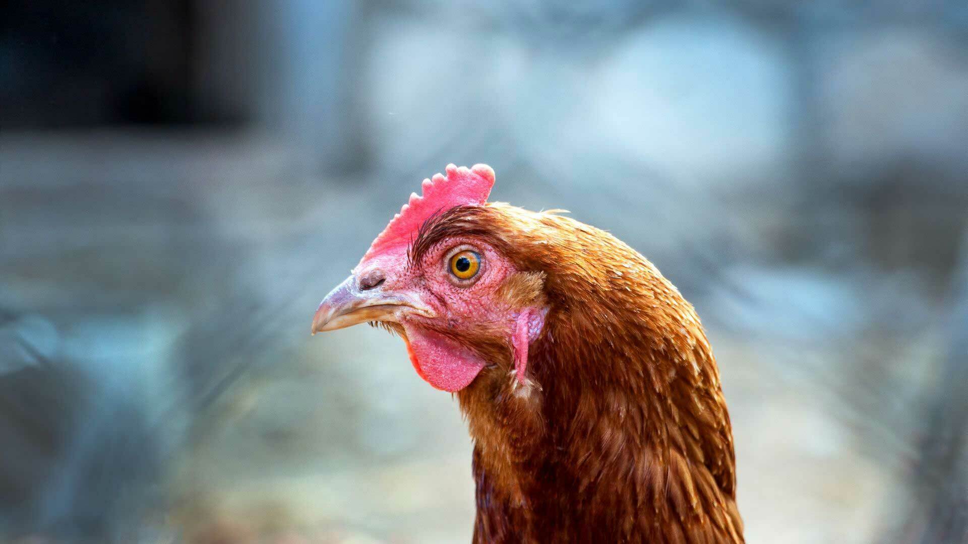 Tìm hiểu vấn đề về bệnh newcastle ở gà