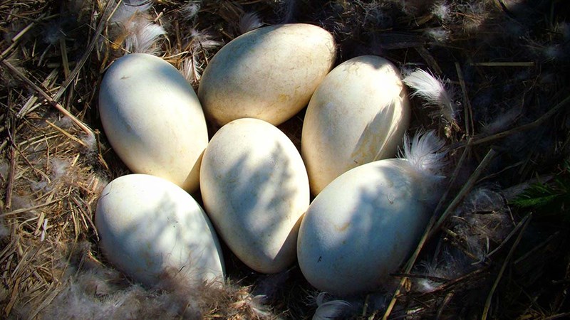 Trứng ngỗng